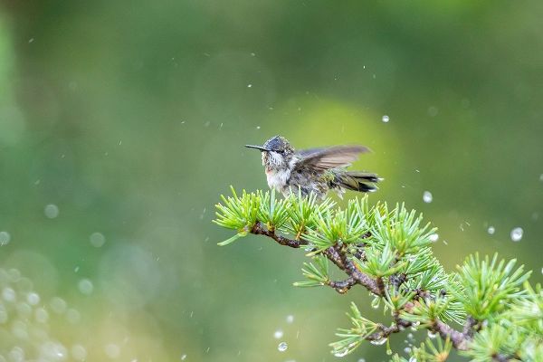 Ruby-throated Hummingbird bathing in sprinkler-Marion County-Illinois